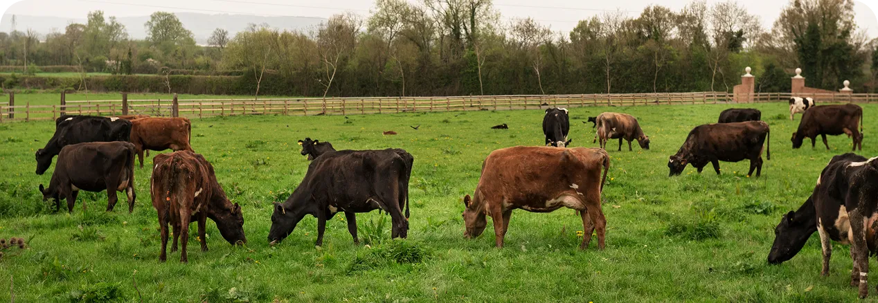 Campo con ganado pastando